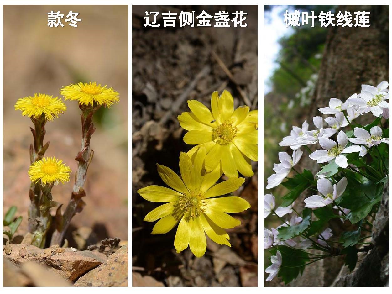 王辰在做北京湿地植物调查时发现，款冬是北京地区开花最早的野花，以至于有几年，经常有看花爱好者结伴去昌平白羊沟道路下面的水中寻找款冬花。但令人遗憾的时，等到今年王辰再去白羊沟，一棵款冬花也没有看到，他认为，这一方面是因为有人采药，另外一方面也是因为一些看花人不知道轻重，为了追求拍照效果，经常去掰开花瓣，导致植株死亡。